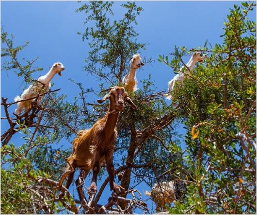 Activities in Morocco Activities in Morocco