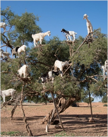 Day Trip from Marrakesh Day Trip from Marrakesh