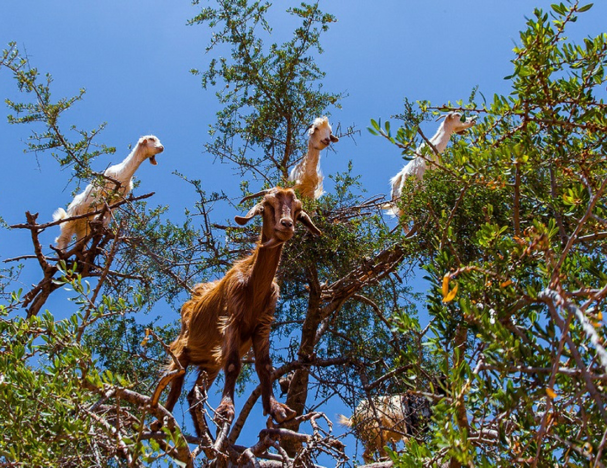 Tours from Marrakesh Tours from Marrakesh