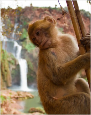 Day Trip from Marrakesh